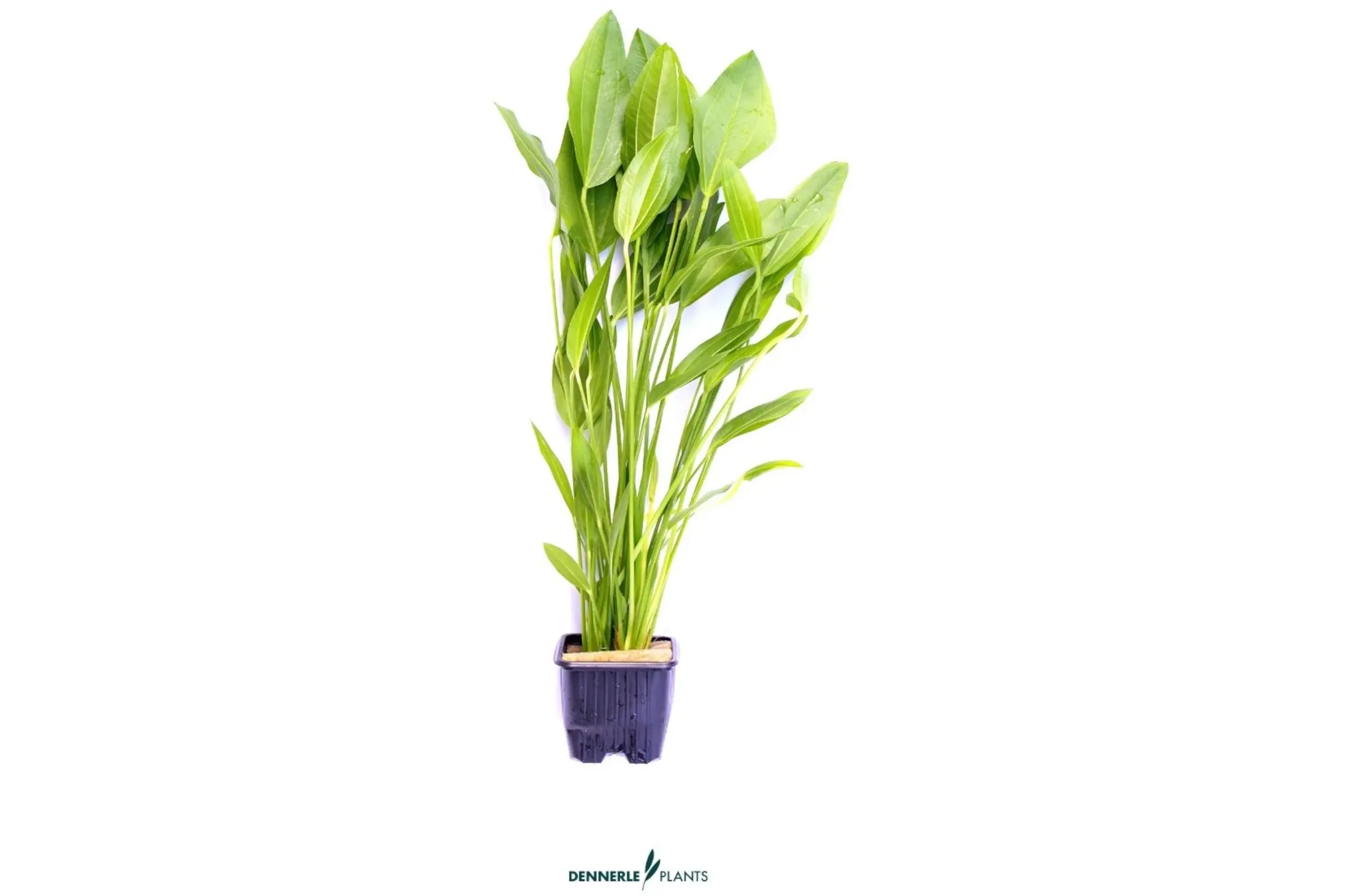 Échinodorus argentin, Echinodorus argentinensis, pot XL, plante mère