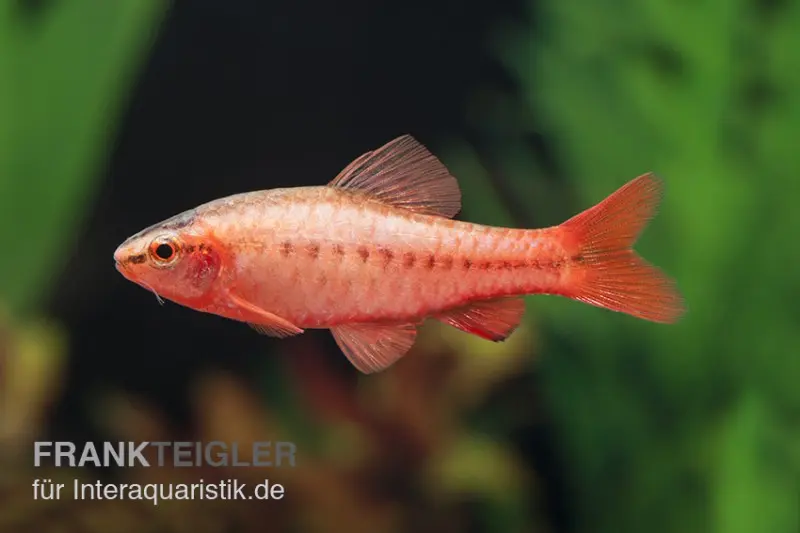 Barbus cerise, Rohanella titteya, anciennement Puntius titteya