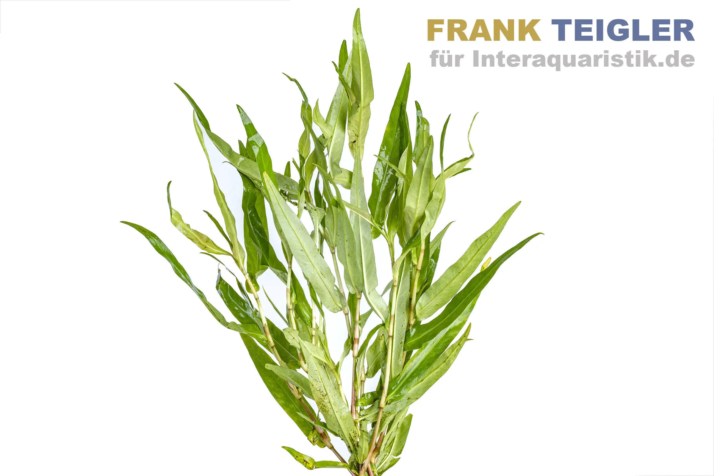 Hygrophile à feuilles étroites, Hygrophila salicifolia, botte