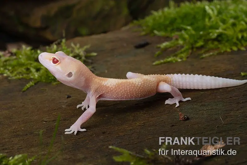 Gecko léopard, Eublepharis macularius, BELL ALBINO