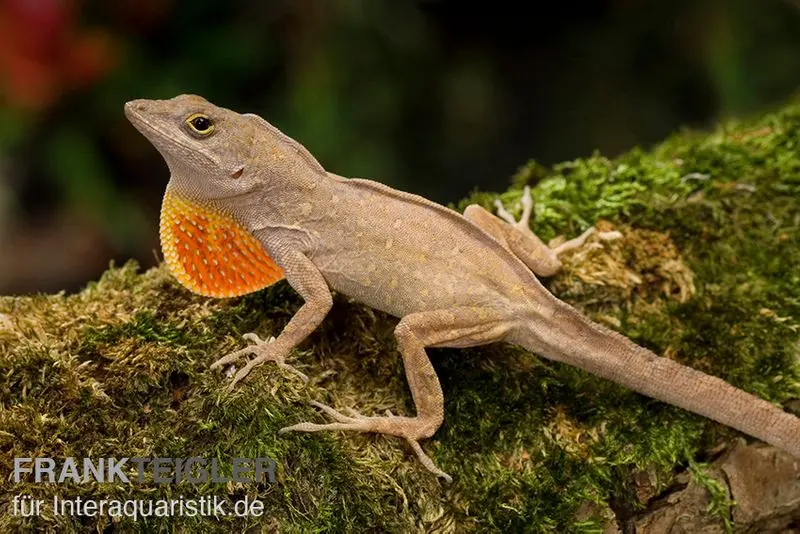 Anolis des Bahamas, Anolis sagrei