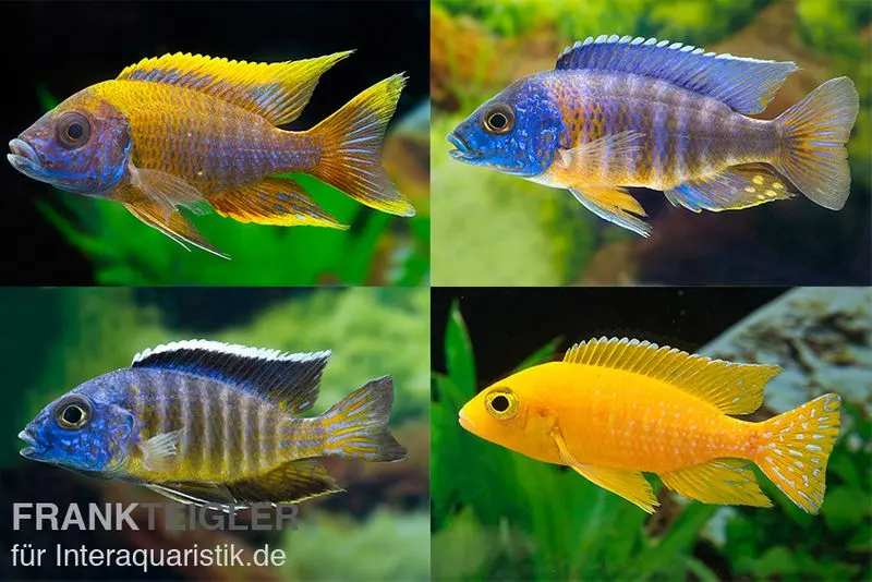 Aulonocara spec. en MIX, élevage allemand