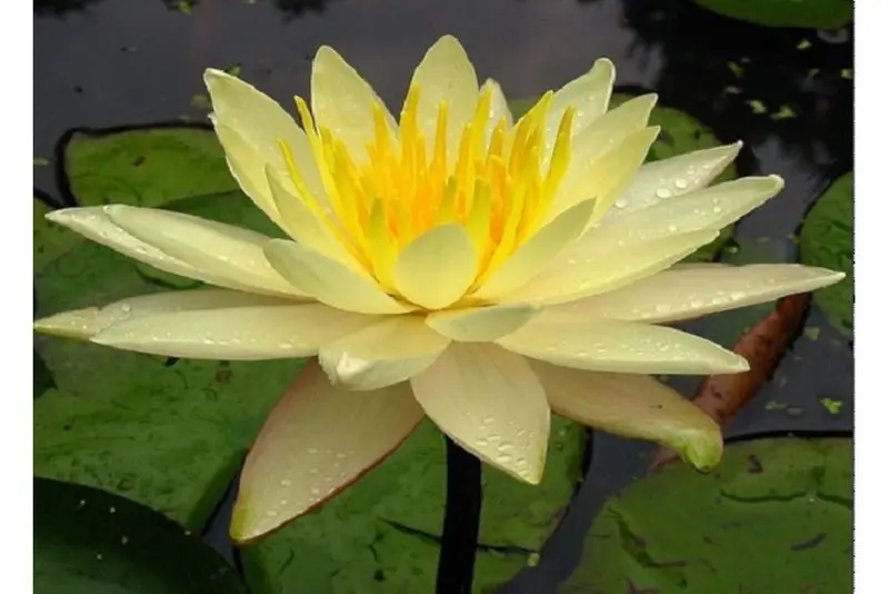 Nénuphar jaune, Nymphaea charlene