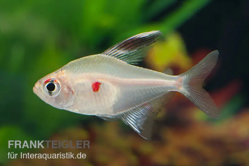 Tétra à tache cerise, Hyphessobrycon erythrostigma
