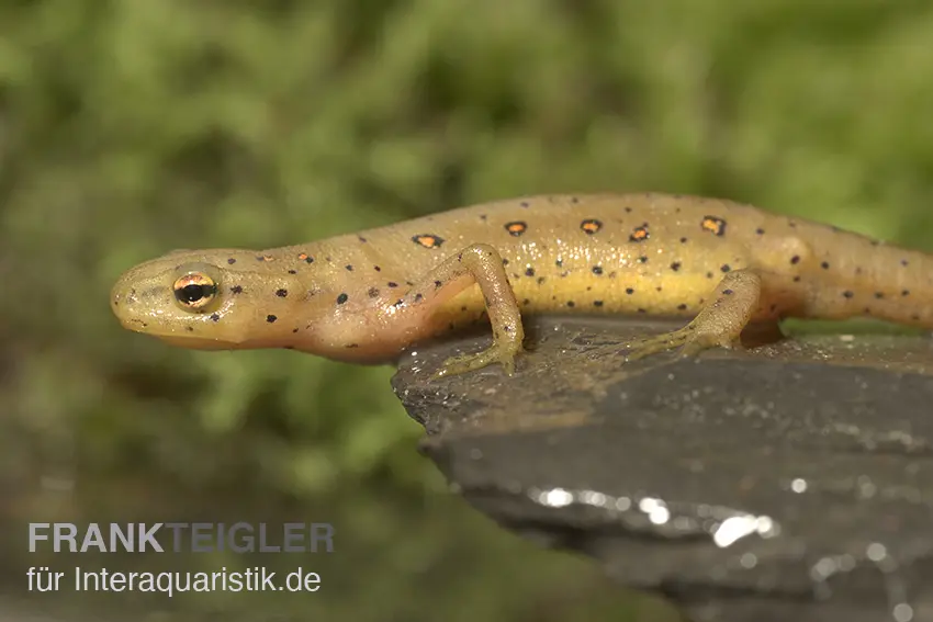 Triton aquatique verdâtre, Notophthalmus viridescens