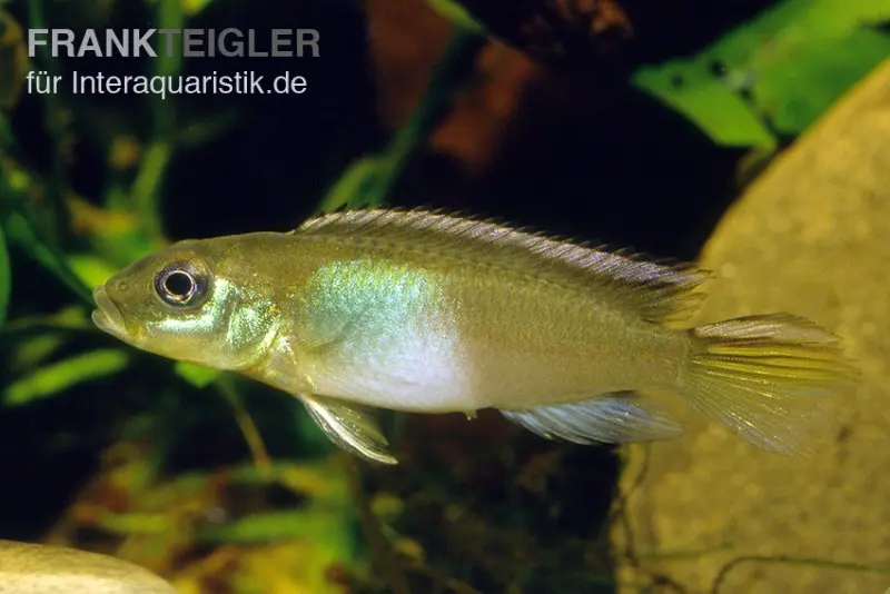 Cichlidé du Congo, Nannochromis nudiceps