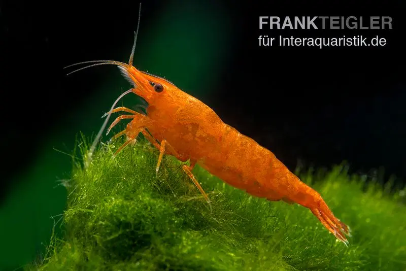 Crevette Bloody Orange, Neocaridina davidi