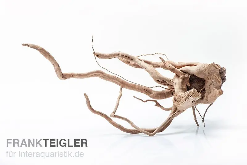 Stoffels Spiderwood moyen, env. 25-40 cm