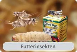 Futterinsekten-online-kaufen