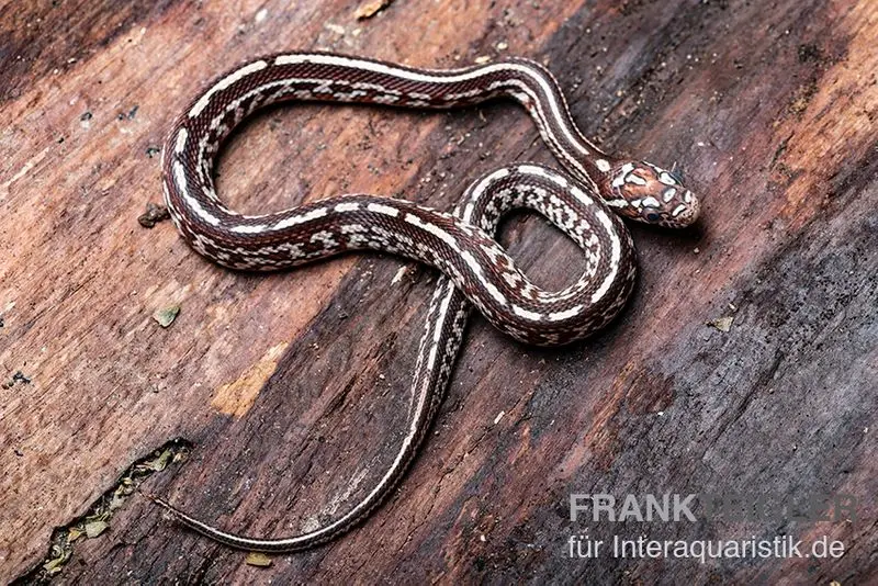 Serpent des blés, Pantherophis guttatus TESSARA