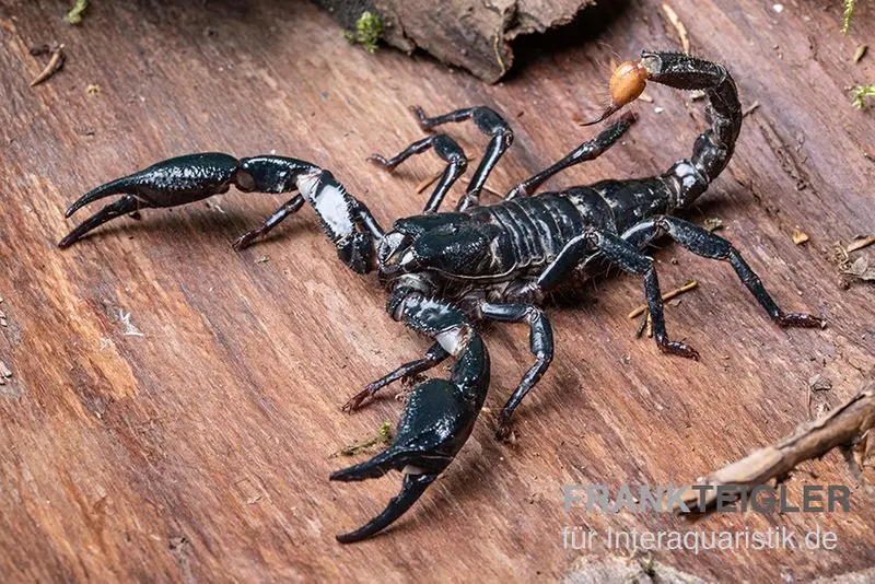 Scorpion d’Asie, Heterometrus longimanus
