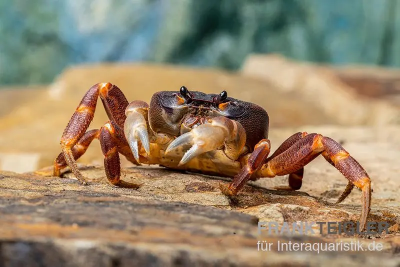 Crabe violet de l’île Christmas, Gecarcoidea humei, XL
