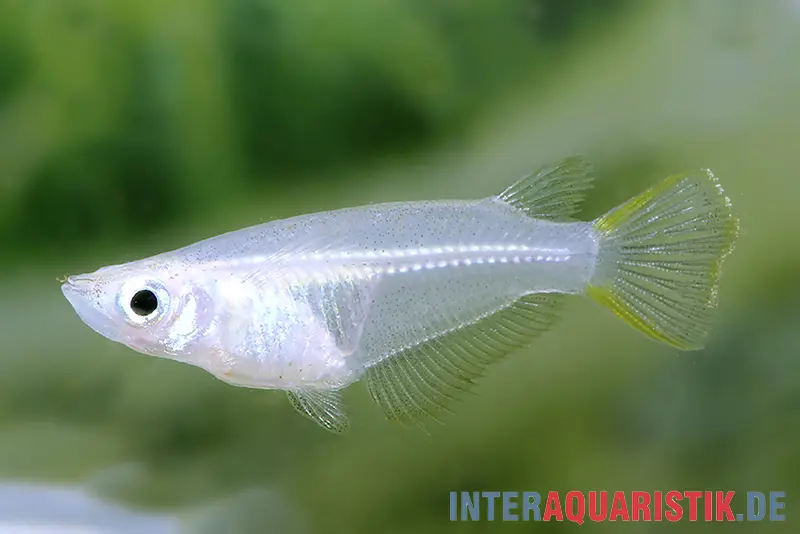 poisson-riz de Java, Oryzias javanicus