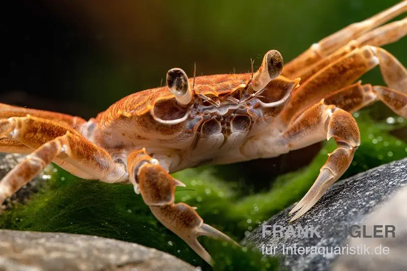 Crabe de Malili, Nautilothelphusa zimmeri