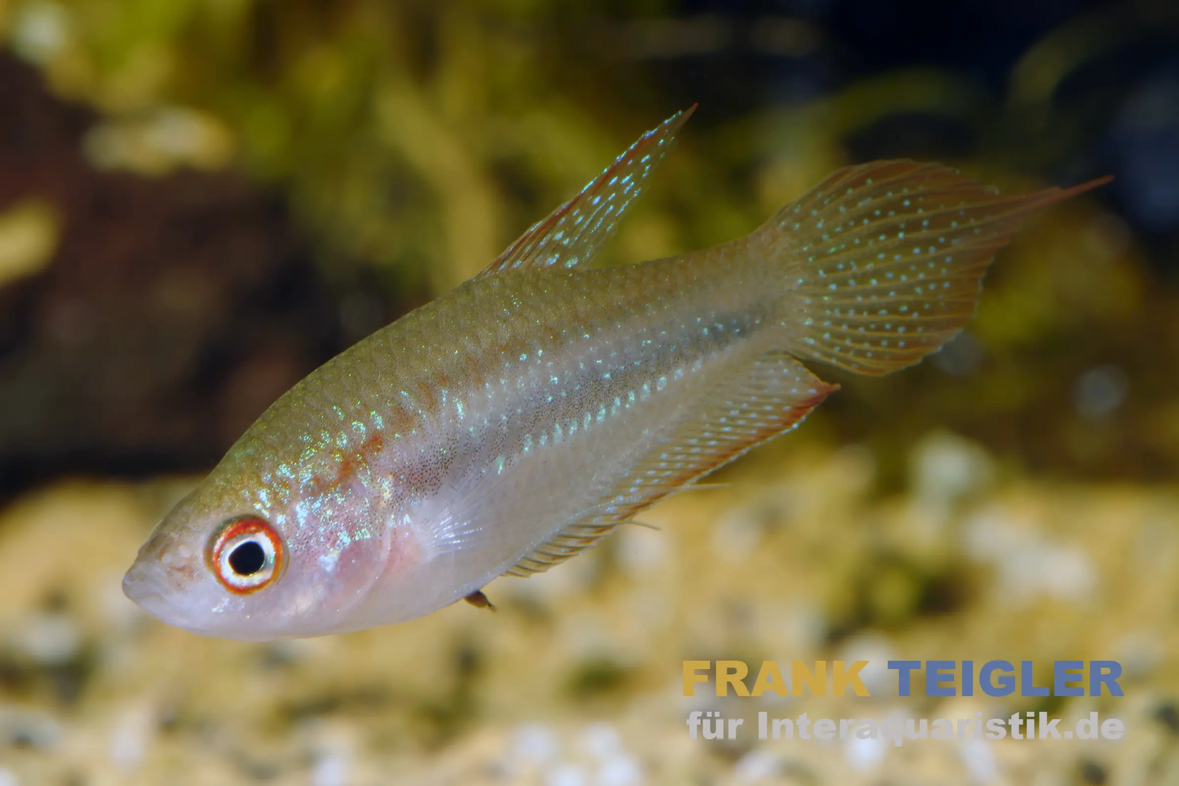 Gourami grogneur de Schaller, Trichopsis schalleri (mini-poisson) 2,5-4 cm