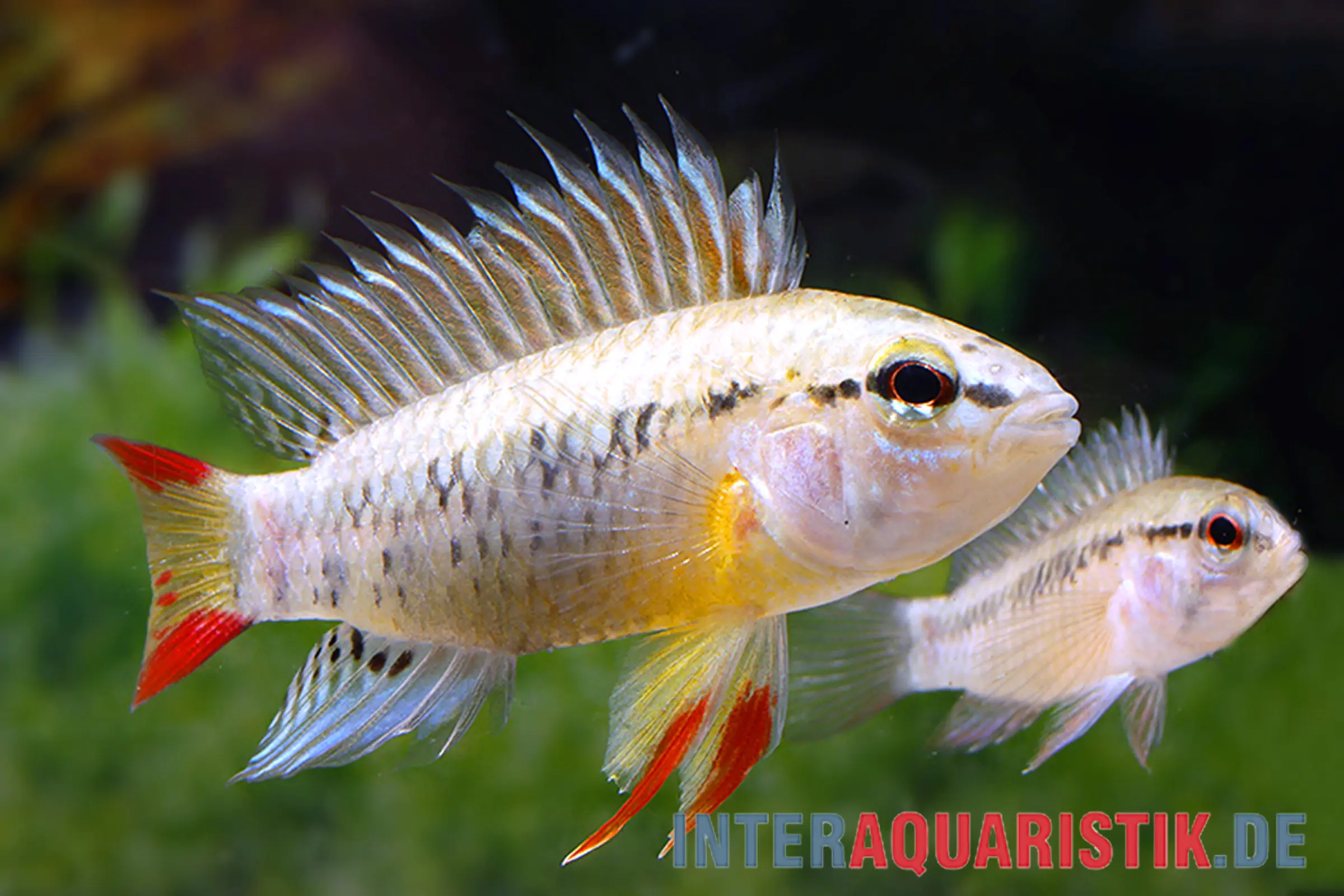 Manacacias-Zwergbuntbarsch (Apistogramma sp. D24) im Aquarium, Paar mit auffälligem Männchen: aufgerichtete Rückenflosse, rote Schwanz- und Flossenakzente, Tropenfisch, Größe 3–4 cm, geeignet für Gesellschaftsbecken