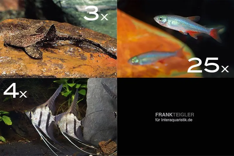 Assortiment de poissons d’ornement Amazonie pour 120 cm