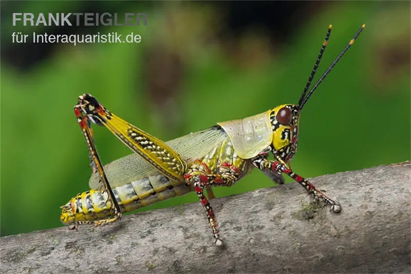 Criquet arlequin, Zonocerus variegatus