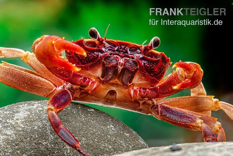 Crabe Towuti rouge cerise, Parathelphusa ferruginea