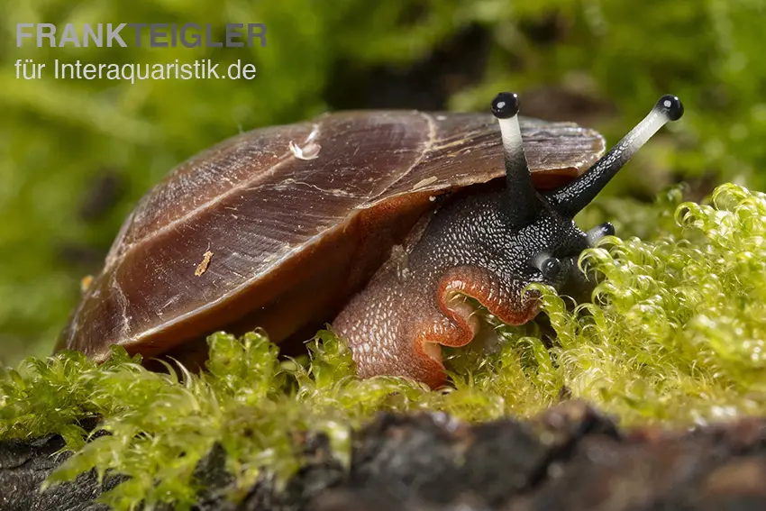 Escargot terrestre des Caraïbes, Caracolus excellens