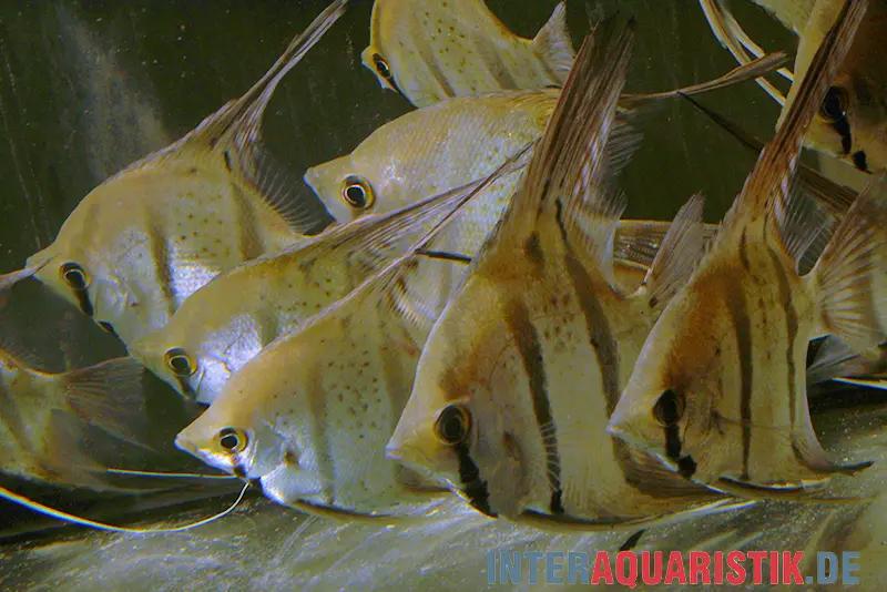 Scalaire Leopoldi du Pérou, Pterophyllum sauvage « Leopoldi Peru spotted »