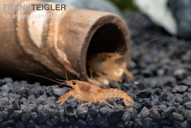 Écrevisse naine orange - couple de CPO Cambarellus + grotte en noix de coco plantée