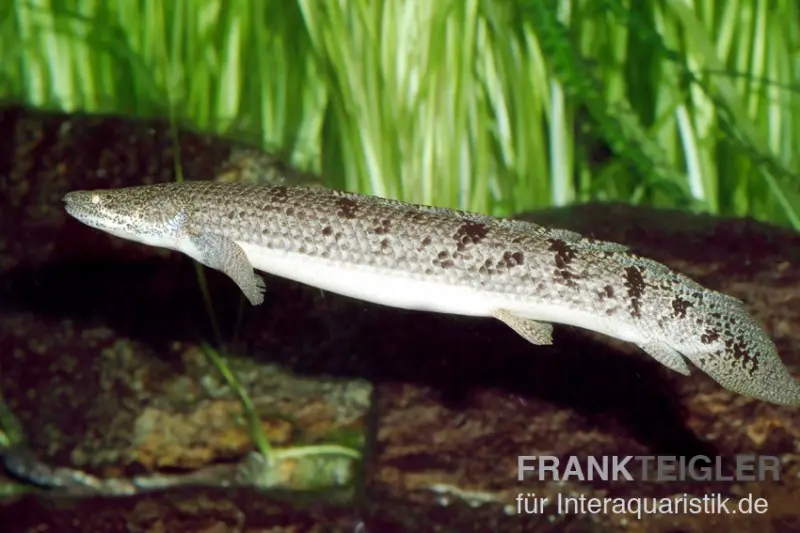 Flösselhecht du Zaïre, Polypterus delhezi