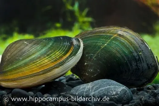 Moule thaïlandaise verte, Uniandra contradens