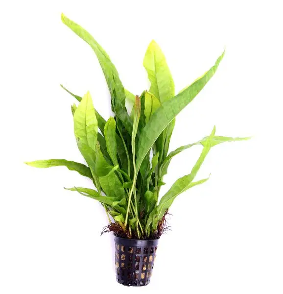 Fougère de Java, Microsorum pteropus, en pot