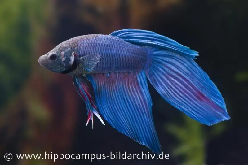 Combattant bleu Long Tail, mâle, Betta splendens