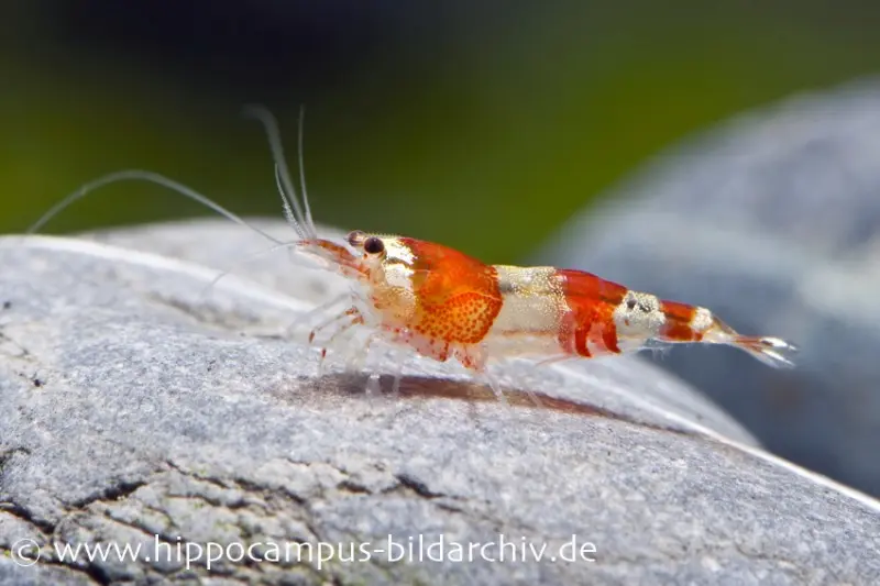Crevette Red Bee Grade A, Caridina logemanni