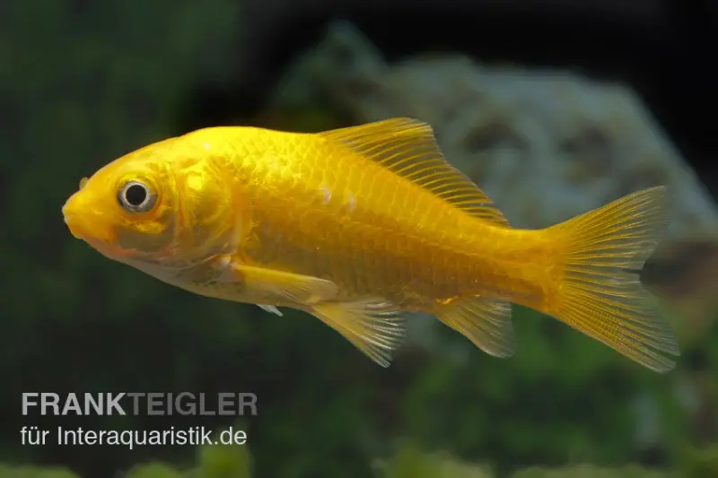 Poisson rouge jaune, Carassius auratus (eau froide), différentes tailles