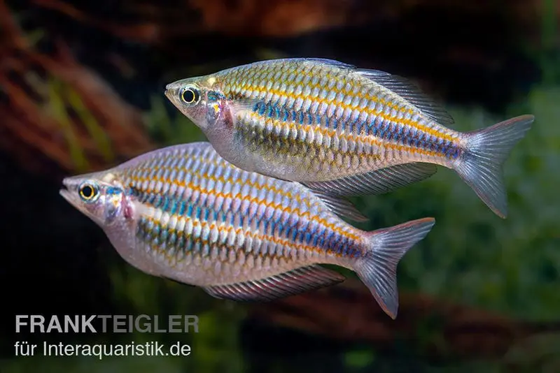 Poisson-arc-en-ciel de la Goydor River, Melanotaenia trifasciata « Goydor River », 4-6 cm élevage allemand