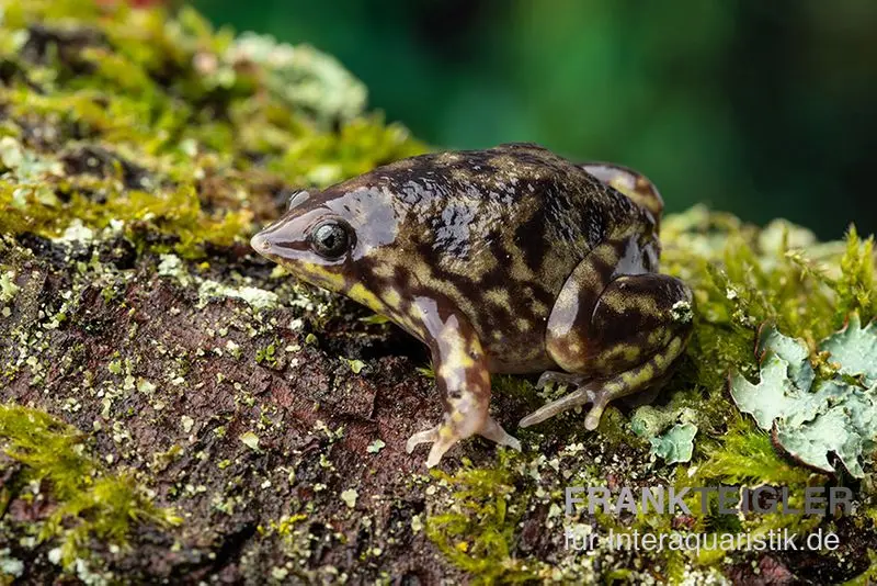 Grenouille-cochon, Hemisus marmoratus