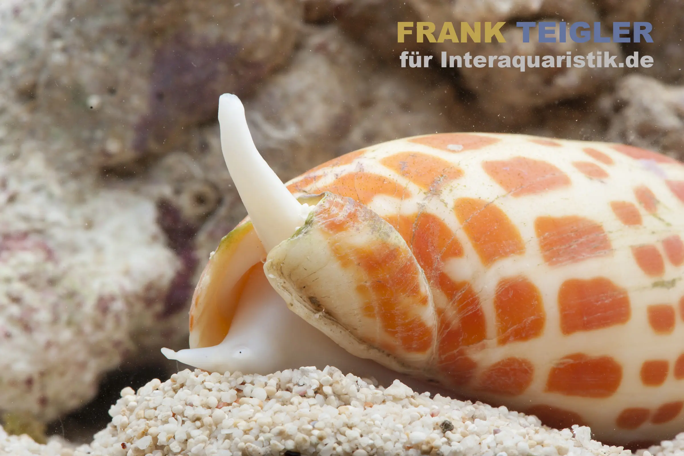Nahaufnahme einer Bischofsmütze (Mitra mitra) mit orange-weißer Schale auf Sandsubstrat, elegante Meerwasserschnecke aus dem Indopazifik, Produktfoto für Meerwasser @Interaquaristik