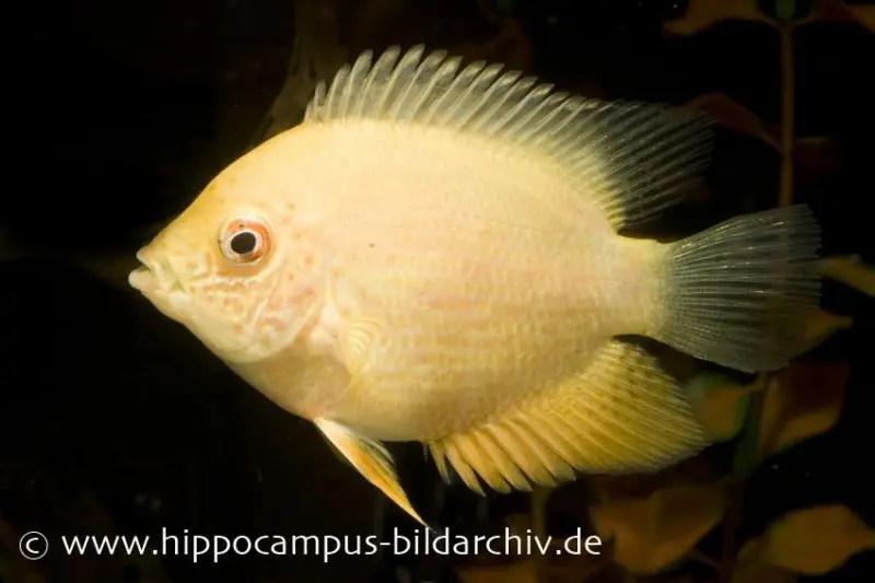 Cichlidé à ocelle doré, Heros severus gold