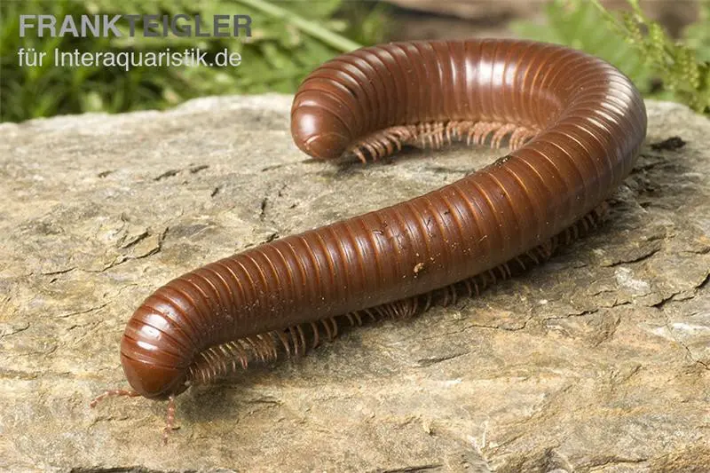 Mille-pattes chocolat, Ophistreptus guineensis