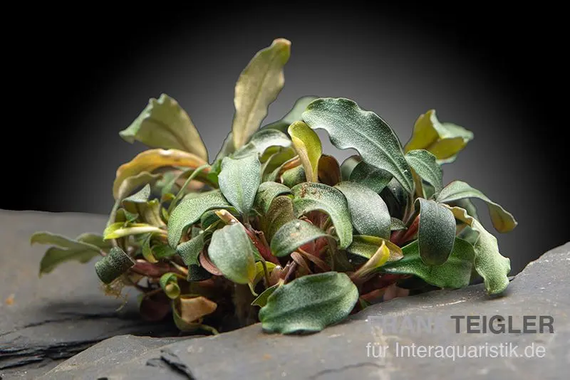 Bucephalandra brownie « Ghost Ulu Kapus », en pot
