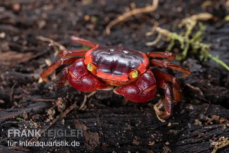 Crabe caméléon, Metasesarma aubryi (Red Apple Crab)