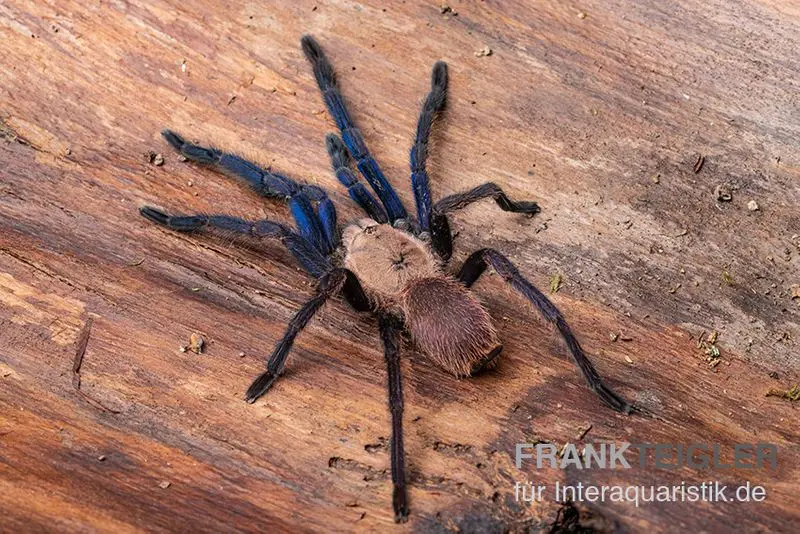 Mygale, Ornithoctonus sp. « Thailand » XL