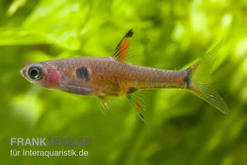 Microrasbora, Boraras micros (mini-poisson)