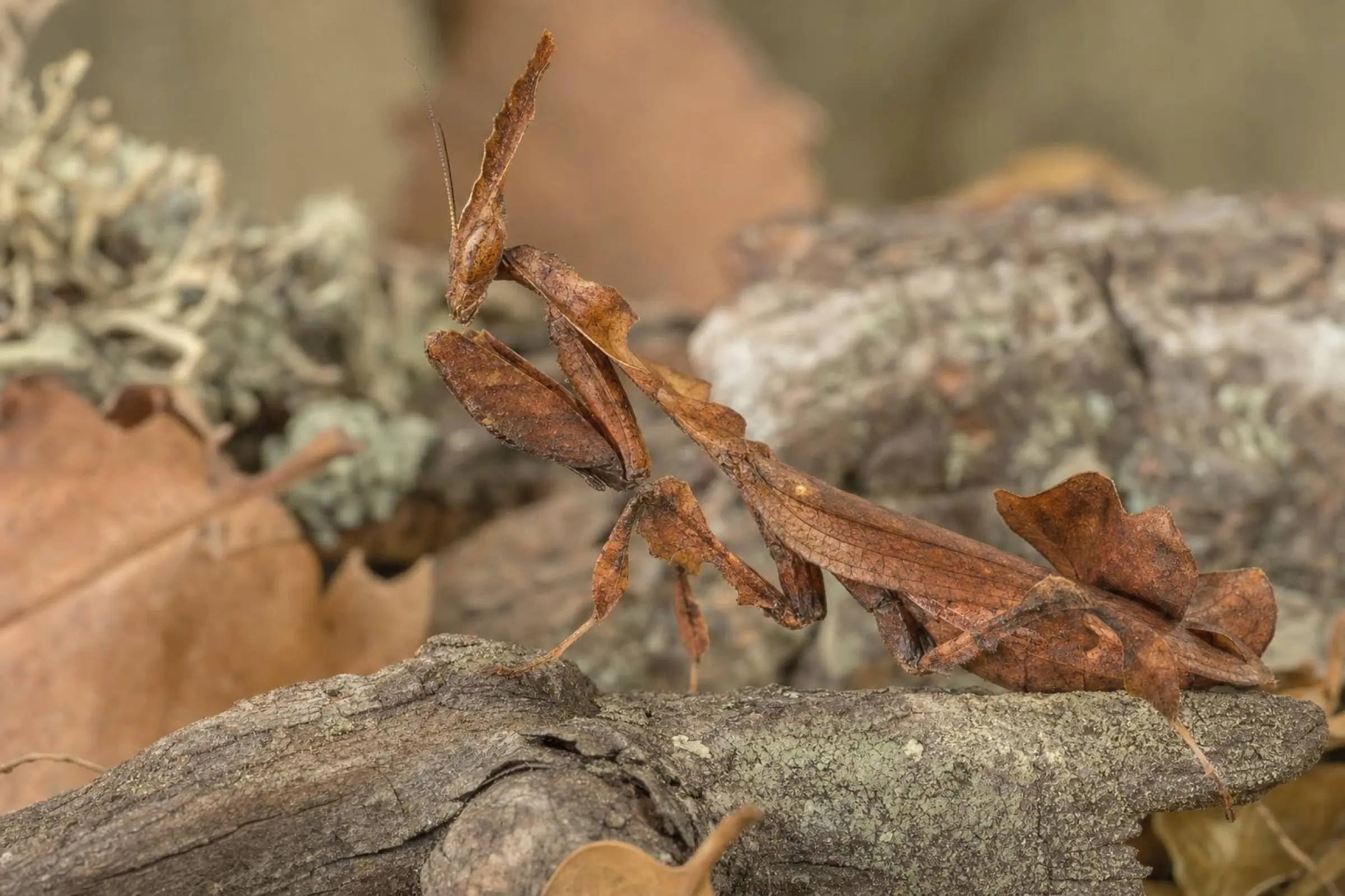 Mante religieuse fantôme, Phyllocrania paradoxa