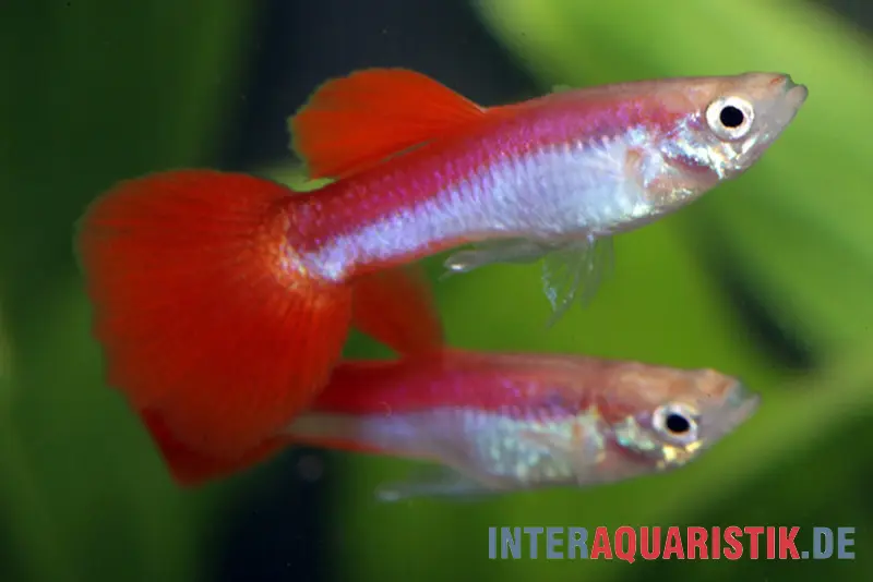 Guppy Rainbow Metallic, Poecilia reticulata, par couple