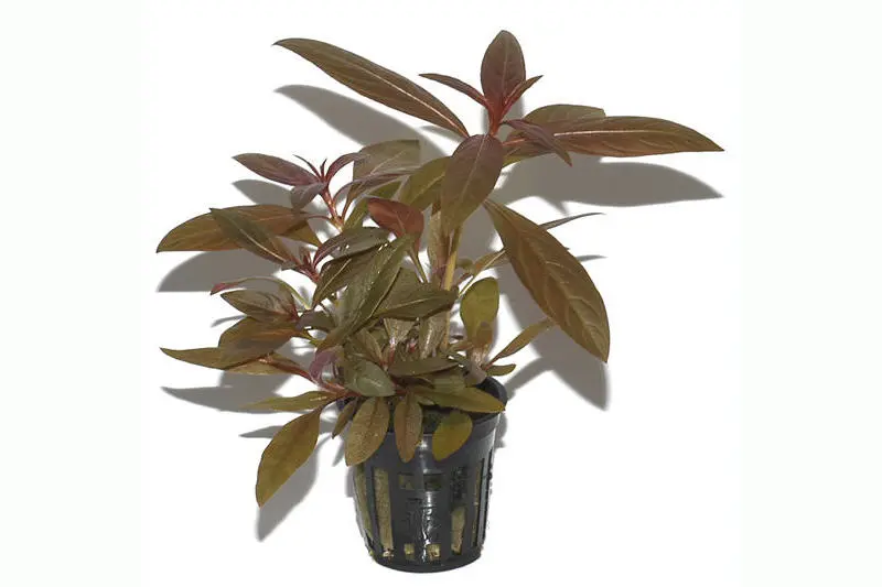Ludwigia étoilée rouge, Ludwigia glandulosa, en pot