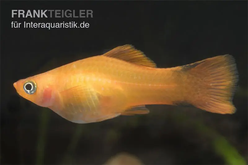 Porte-épée orange, Xiphophorus helleri marigold