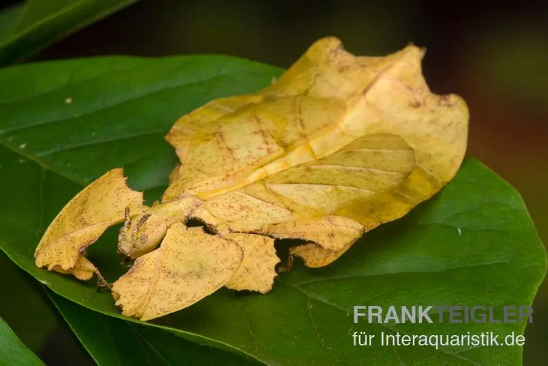 Phasme feuille (jaune), Phyllium pulchrifolium (yellow)