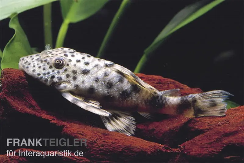 Silure cuirassé nain du Tapajós, L140, Peckoltia sp.