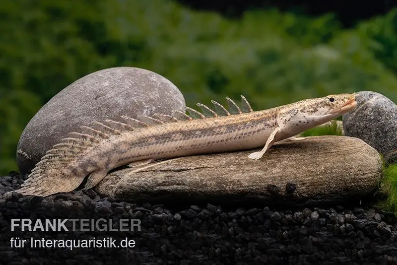 Bichir Lapradei, Polypterus lapradei, 20-30 cm
