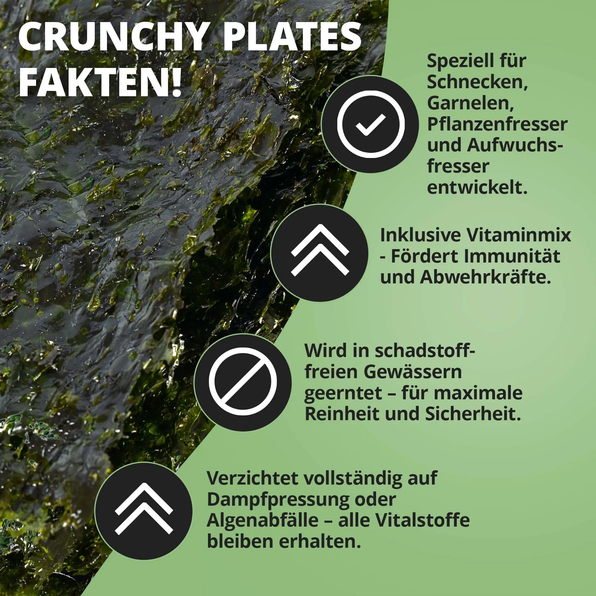 Nahaufnahme Algenblatt mit Info-Icons zu Crunchy Plates