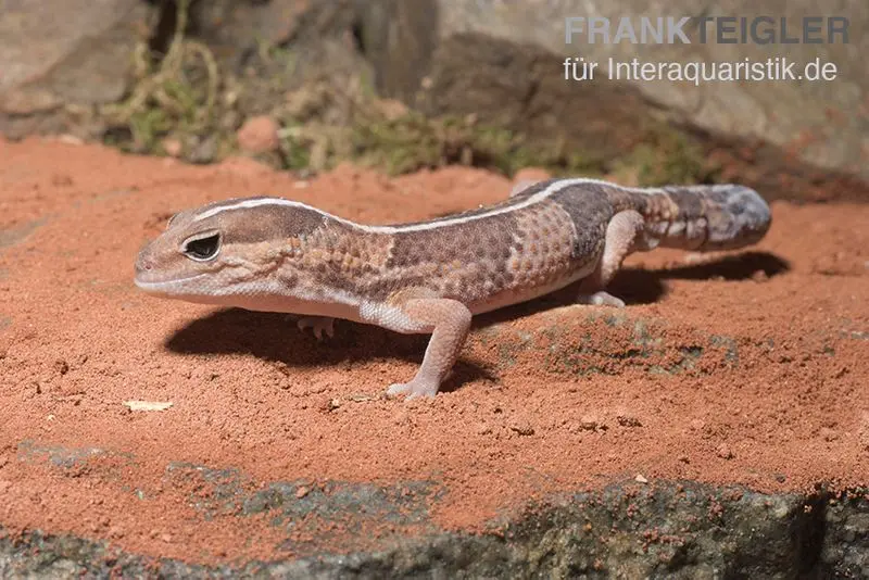 Gecko à queue grasse africain, Hemitheconyx caudicinctus